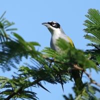 Hispaniolczyk czarnołbisty - Phaenicophilus palmarum - Black-crowned Palm-Tanager
