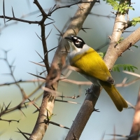 Hispaniolczyk czarnołbisty - Phaenicophilus palmarum - Black-crowned Palm-Tanager
