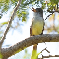 Muchołap pręgoskrzydły - Myiarchus stolidus - Stolid Flycatcher