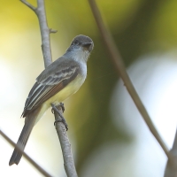 Muchołap pręgoskrzydły - Myiarchus stolidus - Stolid Flycatcher