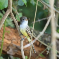 Muchołap pręgoskrzydły - Myiarchus stolidus - Stolid Flycatcher