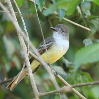 Muchołap pręgoskrzydły - Myiarchus stolidus - Stolid Flycatcher