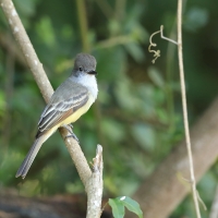 Muchołap pręgoskrzydły - Myiarchus stolidus - Stolid Flycatcher