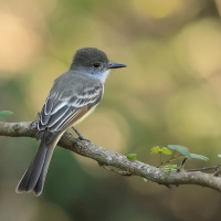 Muchołap pręgoskrzydły - Myiarchus stolidus - Stolid Flycatcher