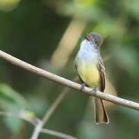 Muchołap pręgoskrzydły - Myiarchus stolidus - Stolid Flycatcher