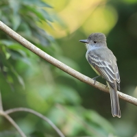 Muchołap pręgoskrzydły - Myiarchus stolidus - Stolid Flycatcher