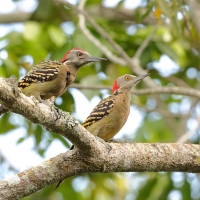 Dzięciur płowy - Melanerpes striatus - Hispaniolan Woodpecker