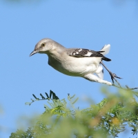 Przedrzeźniacz północny - Mimus polyglottos - Northern Mockingbird