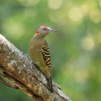 Dzięciur płowy - Melanerpes striatus - Hispaniolan Woodpecker