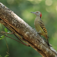Dzięciur płowy - Melanerpes striatus - Hispaniolan Woodpecker