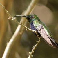 Węglik antylski - Anthracothorax dominicus - Antillean Mango