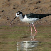 Szczudłak białobrewy - Himantopus mexicanus - Black-necked Stillt