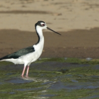 Szczudłak białobrewy - Himantopus mexicanus - Black-necked Stillt