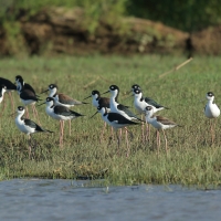 Szczudłak białobrewy - Himantopus mexicanus - Black-necked Stillt