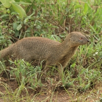 Galerelka smukła - Galerella sanguinea - Slender Mangoose