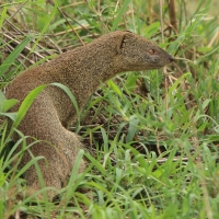 Galerelka smukła - Galerella sanguinea - Slender Mangoose