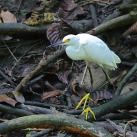 Czapla śnieżna - Egretta thula - Snowy Egret