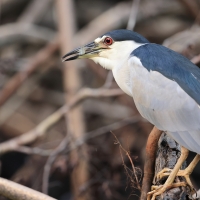 Ślepowron - Nycticorax nycticorax - Black-crowned Night-Heron