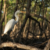 Czapla biała - Ardea alba - Western Great Egret
