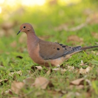 Gołębiak długosterny - Zenaida macroura - Mourning Dove