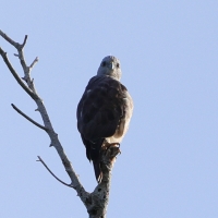 Myszołów siwogłowy - Buteo ridgwayi - Ridgway's Hawk