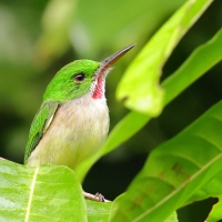Płaskodziobek duży - Todus subulatus - Broad-billed Tody
