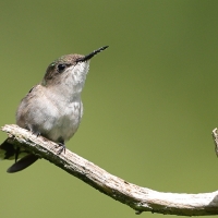 Koliberek miodowy - Mellisuga minima - Vervain Hummingbird