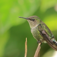 Koliberek miodowy - Mellisuga minima - Vervain Hummingbird