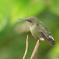 Koliberek miodowy - Mellisuga minima - Vervain Hummingbird