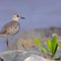 Siewnica - Pluvialis squatarola - Grey Plover