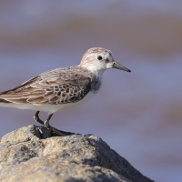 Biegus tundrowy - Calidris pusilla - Semipalmated Sandpiper