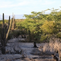 Nad jeziorem Enriquillo