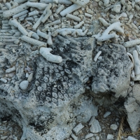 Nad jeziorem Enriquillo