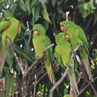 Szmaragdolotka haitańska - Psittacara chloropterus - Hispaniolan Parakeet
