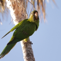 Szmaragdolotka haitańska - Psittacara chloropterus - Hispaniolan Parakeet