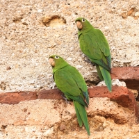 Szmaragdolotka haitańska - Psittacara chloropterus - Hispaniolan Parakeet