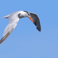 Rybitwa królewska - Thalasseus maximus - Royal Tern