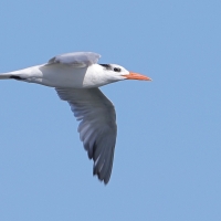 Rybitwa królewska - Thalasseus maximus - Royal Tern