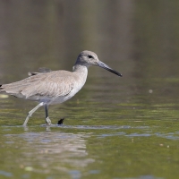 Błotowiec - Tringa semipalmata - Willet