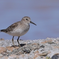 Biegus karłowaty - Calidris minutilla - Least Sandpiper