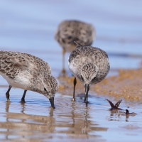 Biegus karłowaty - Calidris minutilla - Least Sandpiper
