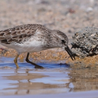 Biegus karłowaty - Calidris minutilla - Least Sandpiper