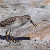 Biegus karłowaty - Calidris minutilla - Least Sandpiper