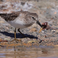 Biegus karłowaty - Calidris minutilla - Least Sandpiper