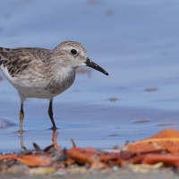 Biegus karłowaty - Calidris minutilla - Least Sandpiper