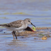 Biegus karłowaty - Calidris minutilla - Least Sandpiper