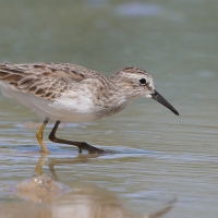 Biegus karłowaty - Calidris minutilla - Least Sandpiper