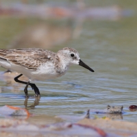 Biegus tundrowy - Calidris pusilla - Semipalmated Sandpiper