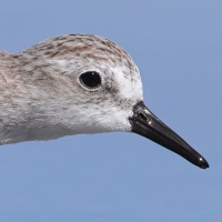 Biegus tundrowy - Calidris pusilla - Semipalmated Sandpiper