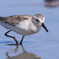 Biegus tundrowy - Calidris pusilla - Semipalmated Sandpiper